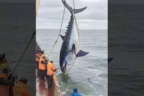 Deep-Sea Tuna Fishing#Marine Fishing Operation#Tuna Fishing#Deep-Sea Operation#Marine Fisheries