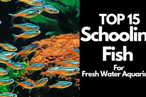 The 15 BEST Schooling Fish For Freshwater Aquariums 🐟