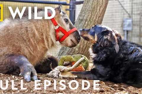 Baby Mamas: Unlikely Animal Friends (Full Episode) | Nat Geo Wild