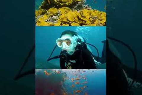 SCUBA DIVING IN GOA: The GRAND ISLAND - The Ultimate Scuba diving destination