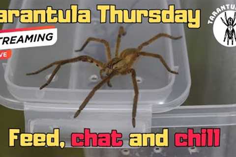 Tarantula  Thursday - Feeding, chat and chill #live