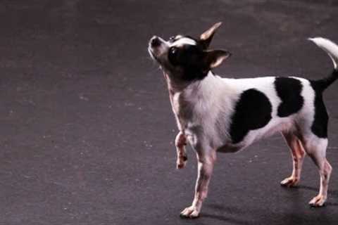 How to Teach Your Dog to Spin | Dog Tricks