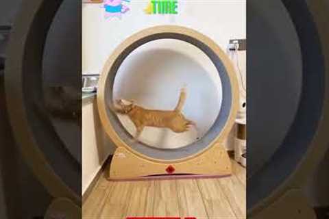 CAT Run Fast Like Cheetah | Extreme Cat Wheel Workout! |  #cat #catlover #funnycats #shorts #viral