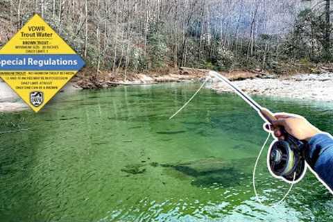 GIANT Trout Live Here (Virginia Fly Fishing)