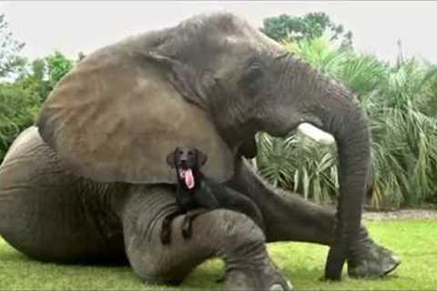 Wonderful Animal Friendships