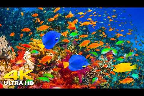 4K Stunning Underwater Wonders of the Red Sea + Relaxing Music - Coral Reefs &amp; Colorful Sea Life