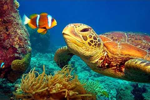 11 HOURS Stunning 4K Underwater footage + Music | Nature Relaxation™ Rare &amp; Colorful Sea Life..