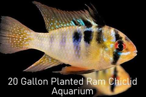 How To: Setup a 20-gallon Planted Aquarium For Ram Cichlids: A Step-By-Step Guide