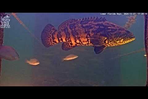 Live Cam in The Lower Keys