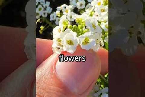 Plant these ONCE and they'll never leave your garden