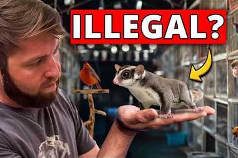 ⁠I Went Undercover in an Illegal Exotic Animal Market