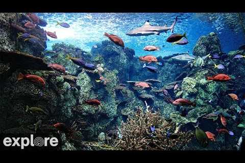 Tropical Reef Camera powered by EXPLORE.org