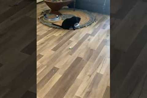 😹CAT toy mouse demo/ tutorial . PLS WATCH MY CAT TRICK TRAINING VIDEO