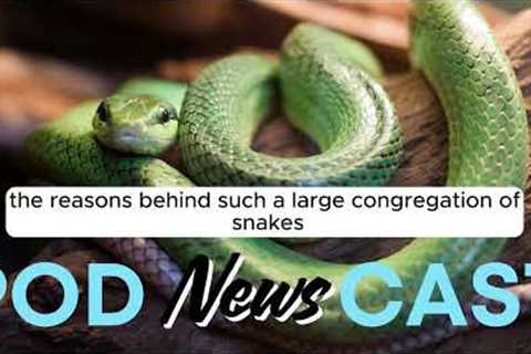 ENGLISH IN NEWS- Snakes in Australian Yard | LEARNING