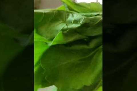 Spinach Cake 🥬 #shorts #youtubeshorts