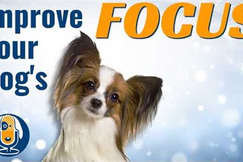 Pro Dog Training Tip To Improve Your Dog's Focus #35