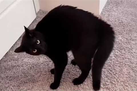 Absolutely Normal Cats - Silly and Funny Cats