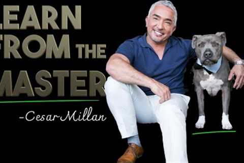 How Cesar Millan, The Dog Whisperer trains his own dogs