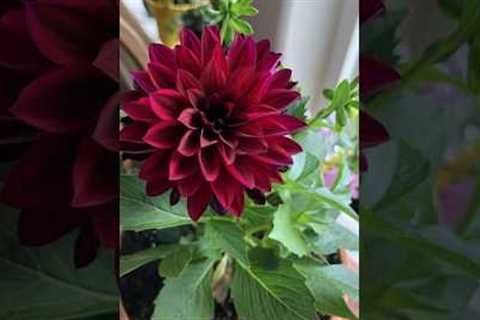 MY FLOWERS 🌹 #shorts #garden #flowerbeauty #gardening