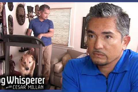 Angry Dogs Hit The Treadmill | Dog Whisperer With Cesar Millan