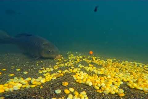 I tried fishing by scattering a lot of corn