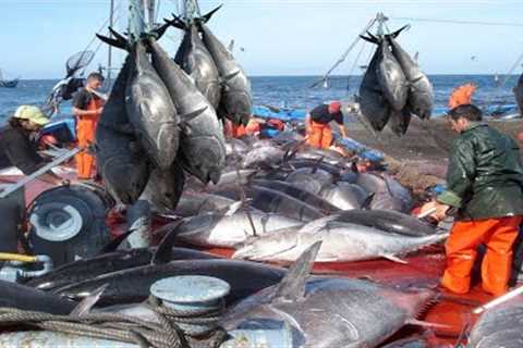 A Way For Fishermen Net Fishing Tuna   Giant Bluefin Tuna Catch Hundred Tons Tuna Fish On the sea #3