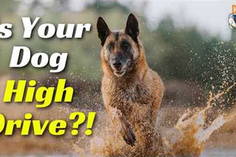 How To Spot A High Drive Dog And Dog Training Strategies To Help