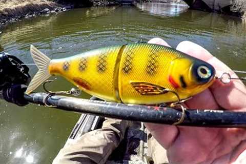 Glide Bait Fishing For River BEASTS!