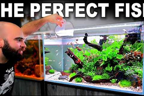 FULL AQUARIUM BUILD for The Perfect Fish!