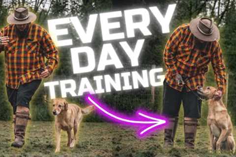 3 Dog Training Tips You Should Do Every Day With Your Dog