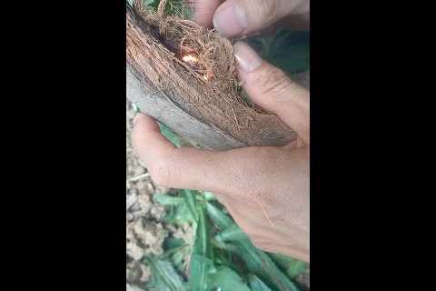Survival and fire making skills are very simple#survivalskils #Atong