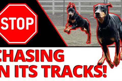 How to Stop a Dog's Dangerous Prey Drive - 2 Step Process for a Better Citizen around Other Dogs