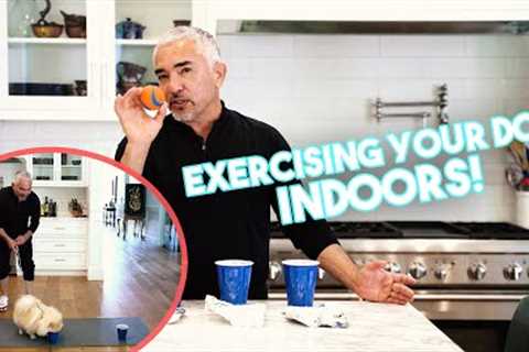 THREE GREAT WAYS to Exercise with Your Dogs when you #StayHome