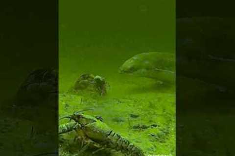 The things that happen underwater... #fishing #underwater #fish