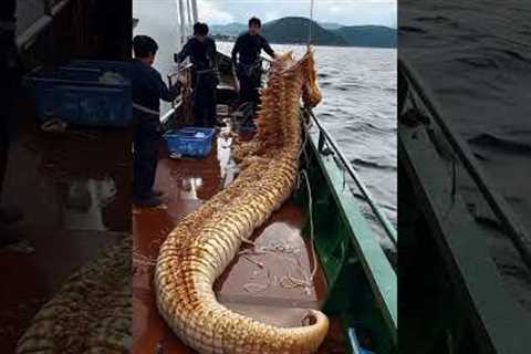 🌊 Giant Sea Creatures Caught! 🐠🎣 Unbelievable Finds!#GiantSeaCreatures #FishingAdventure