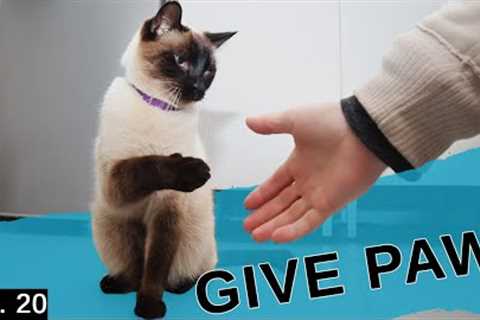Teaching my Siamese cat to give paw. (He's so clever!)