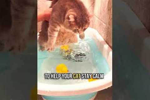 🛁How to Bathe Your Cat in 5 Simple Steps