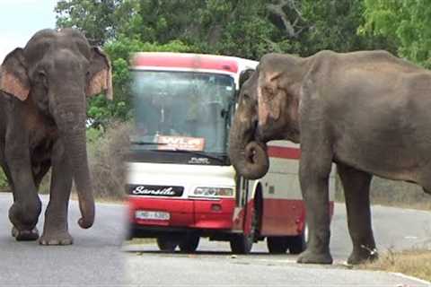 The Famous Elephant Raja of Yala: A Gentle Giant's Story of Food and Friendship