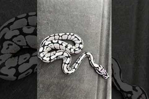 How a BLACK AND WHITE Ball Python is Made?! #animals #ballpython #reptiles #snake #ballpythonmorphs