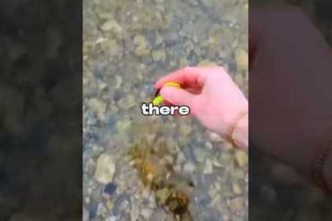 Only Fishing with Bait i Find 🐟🎣 #fishing