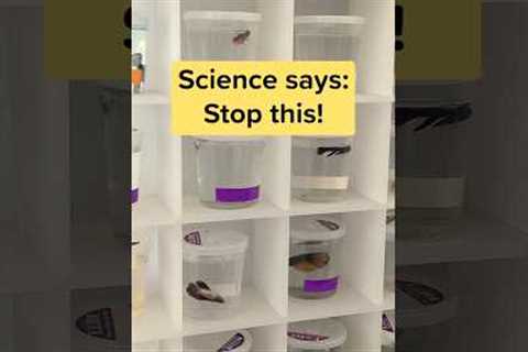 Study shows how tiny cups and tanks affect betta fish