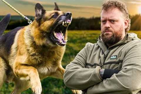 Fix Your Dog’s Reactivity FAST – Real Training Breakdown