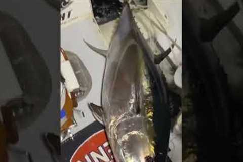 Giant bluefin tuna