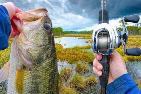 Fishing For MONSTER Bass In Gator-Infested Waters (Dangerous)