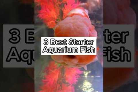 Best Starter Freshwater Fish (Easiest Freshwater Fish to Keep) #fishtank #aquarium #freshwater fish