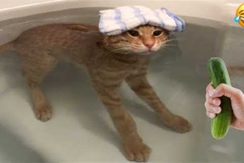 Funny Cats Videos Clips😂|| Funny Moments Cats And Dogs