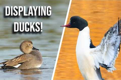 How to Photograph Displaying Ducks - Bird Photography Tips and Tricks (UK)