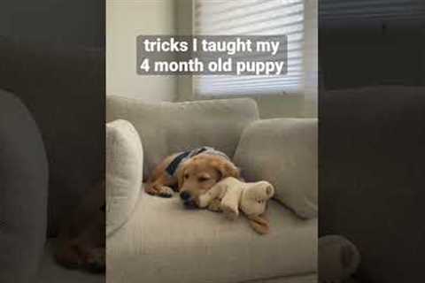 tricks I taught my 4 month old puppy #shorts