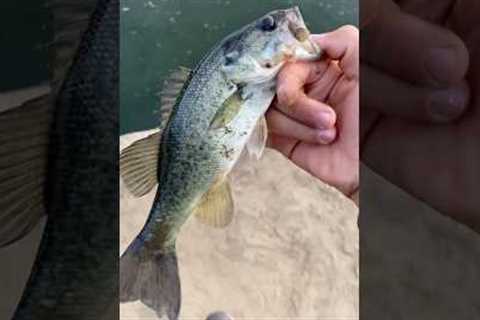 #bassfishing #lakebalboa #ultralight #fishing #socal #shorts