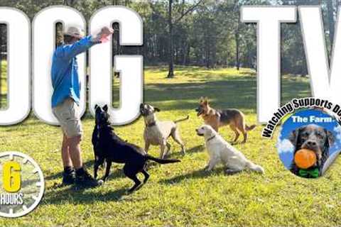 Entertaining Dog TV for Your Dog - Dog Video for Dogs To Watch 🐶 Relaxing Music &amp; Real Sounds
